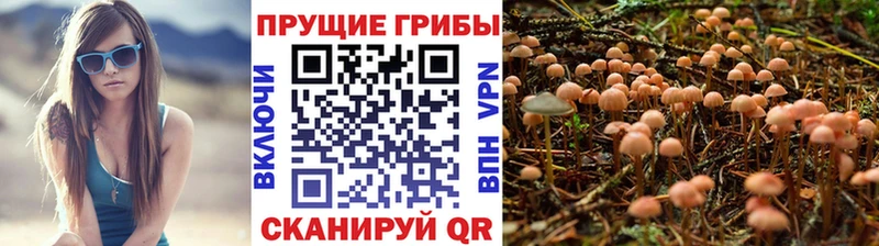Купить закладки  Пойковский  Псилоцибиновые грибы Psilocybe 